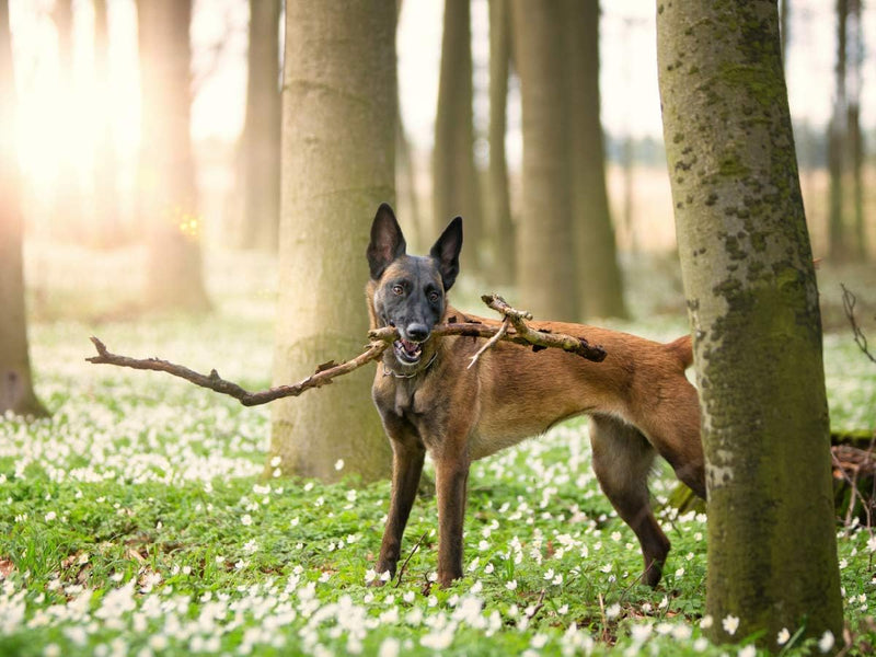 CALVENDO Puzzle Malinois - Belgische Energiebündel 1000 Teile Lege-Grösse 64 x 48 cm Foto-Puzzle Bil