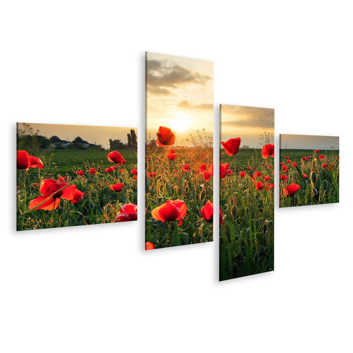 Bild Bilder auf Leinwand Mohnblumen Feldblume bei Sonnenuntergang Wandbild, Poster, Leinwandbild PYC