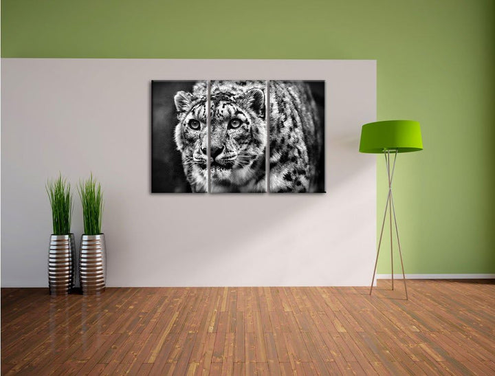 Pixxprint beeindruckender Schneeleopard als Leinwandbild/Grösse: 3 Teilig (120x80) / Wandbild/Kunstd
