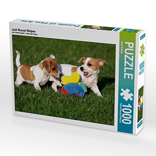 CALVENDO Puzzle Jack Russel Welpen 1000 Teile Lege-Grösse 64 x 48 cm Foto-Puzzle Bild von Berit Seib