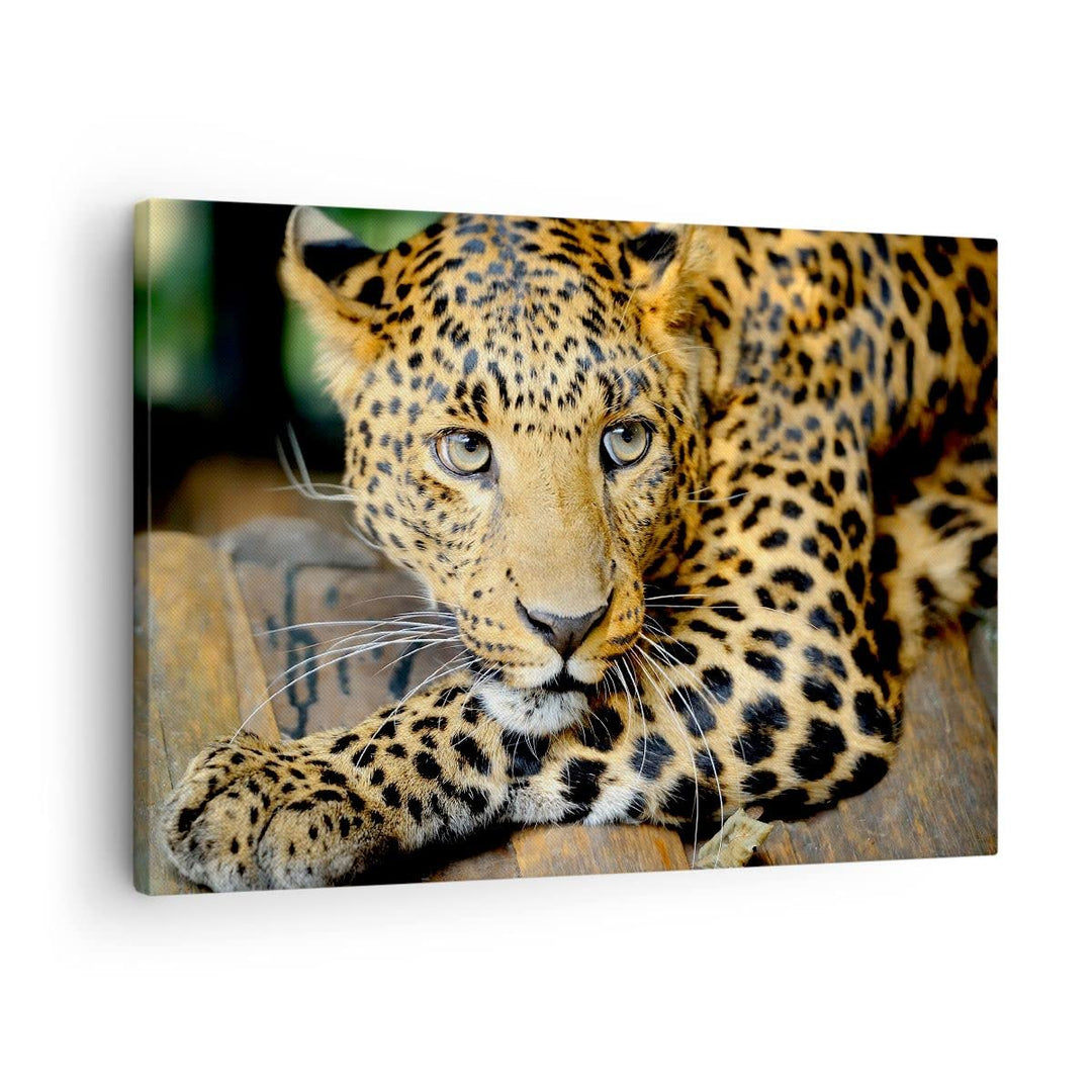 Bilder auf Leinwand Tiere gefährlich wilde katze Leinwandbild 70x50cm Wandbilder Dekoration Wohnzimm