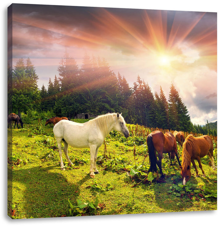 Pixxprint Carpathian Mustangs Pferde auf den Bergen, Format: 70x70 auf Leinwand, 70x70