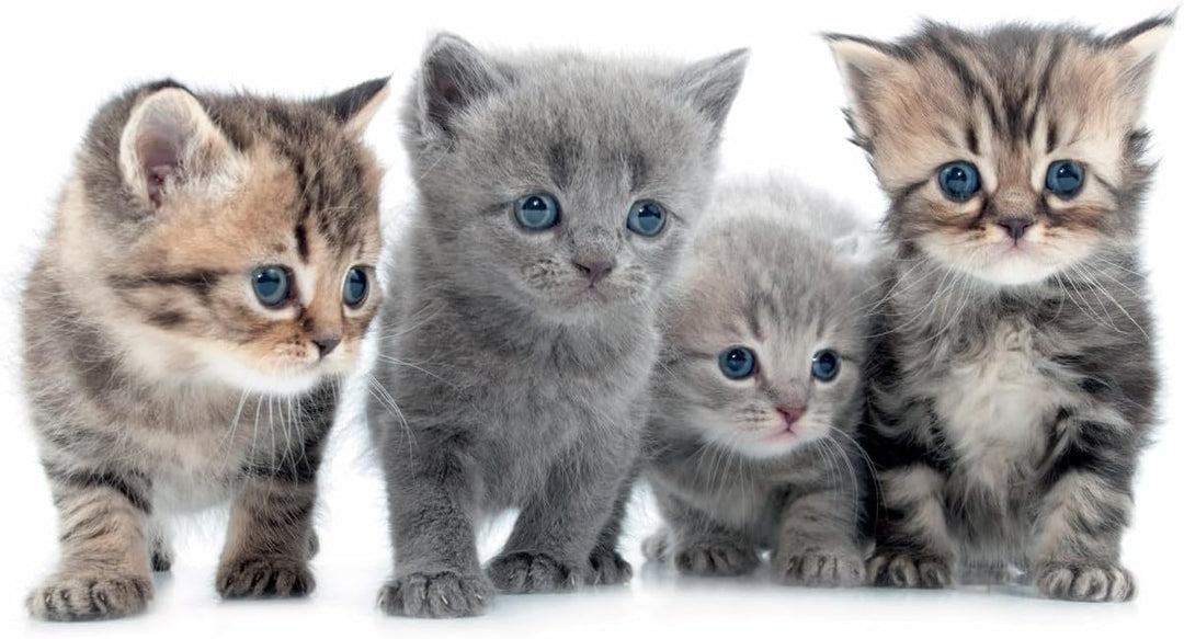 Leomark Nachttisch aus Holz - Katzen - Nachtschränkchen mit Schublade, Nachtschrank für Kinder, Weis