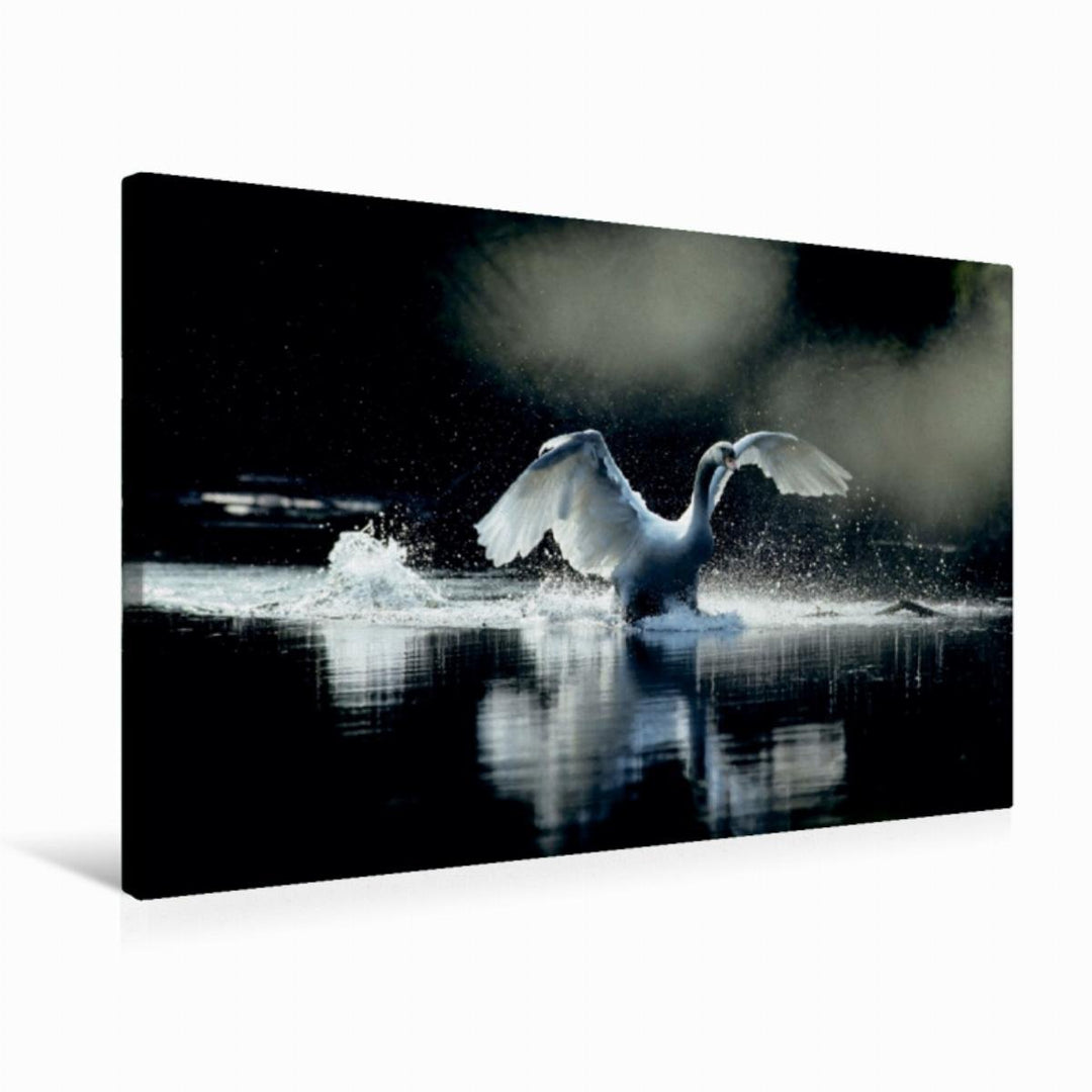 Premium Textil-Leinwand 75 x 50 cm Quer-Format Ein Bild SWANS Kalender. weiss Eleganz | Wandbild, HD