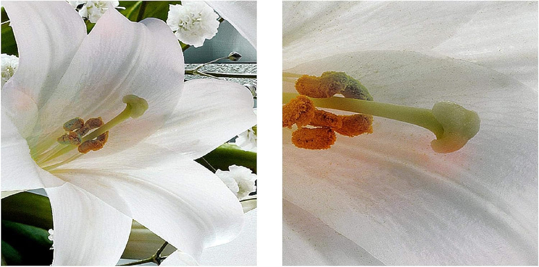 Runa Art Bild Blumen Lilien Wandbilder auf Vlies Leinwand 5 Teilig Wanddekoration Wohnzimmer Schlafz