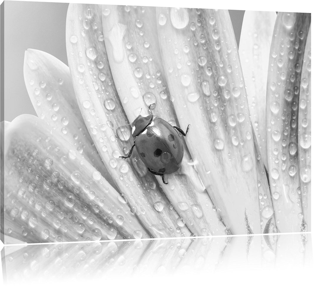 Pixxprint Marienkäfer auf gelber Blume / 100x70cm Leinwandbild bespannt auf Holzrahmen/Wandbild Kuns
