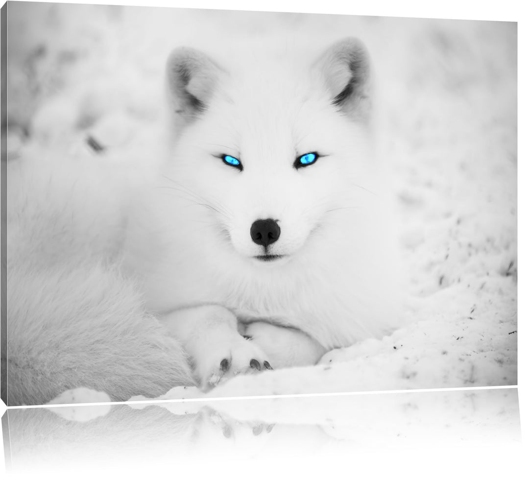 liegender Polarfuchs mit strahlenden Augen schwarz/weiss Format: 100x70 auf Leinwand, XXL riesige Bi