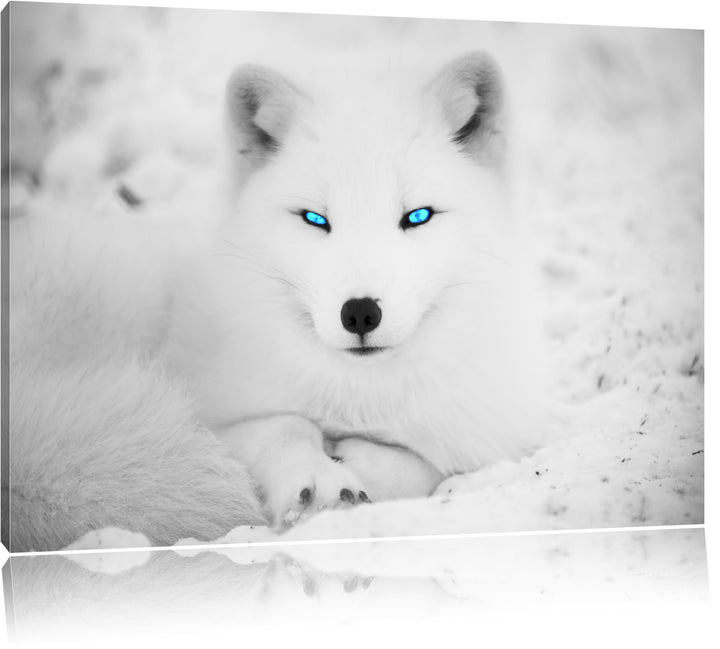 liegender Polarfuchs mit strahlenden Augen schwarz/weiss Format: 100x70 auf Leinwand, XXL riesige Bi