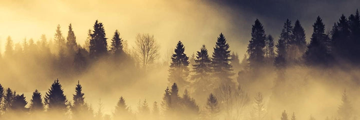 DIMEX Küchenrückwand Folie Selbstklebend WALDLANDSCHAFT 180 x 60 cm | Klebefolie - Dekofolie - Sprit