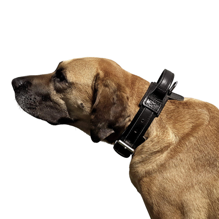 Dingo Gear Halsband für Hund &
