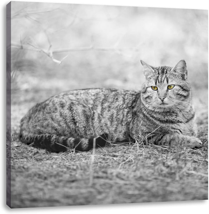 Pixxprint ruhende Katze auf Waldboden schwarz/weiss, Format: 70x70 auf Leinwand, 70x70