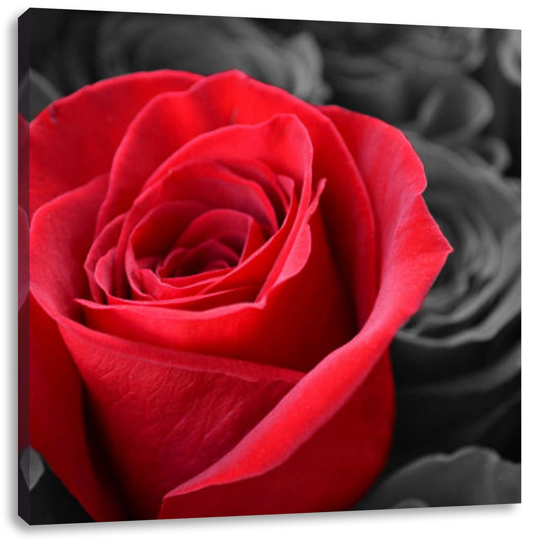 Pixxprint Romantische Rosen als Leinwandbild Quadratisch/Grösse: 70x70 / Wandbild/Kunstdruck/fertig