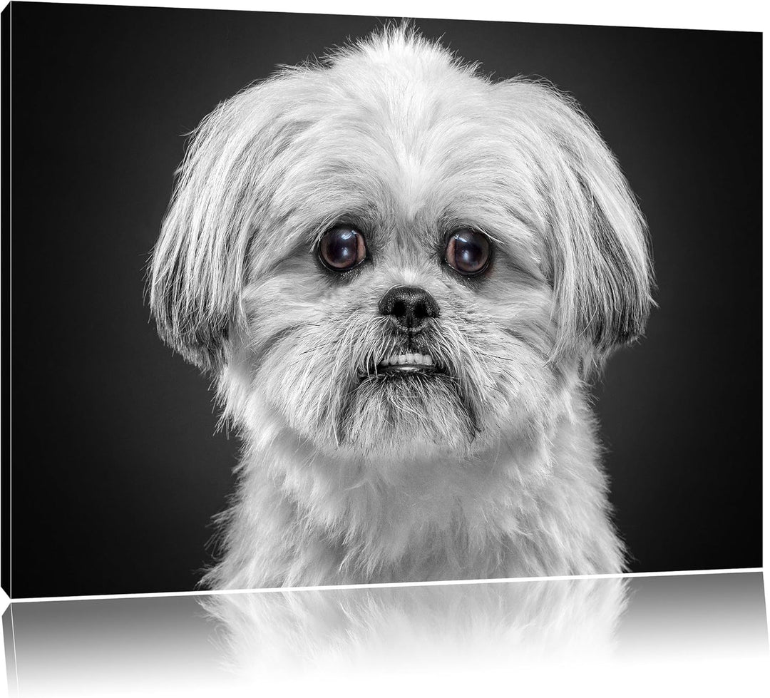 Pixxprint lustiger Kleiner Hund als Leinwandbild/Grösse: 100x70 cm/Wandbild/Kunstdruck/fertig bespan