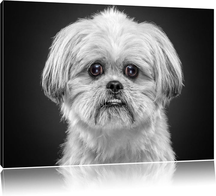 Pixxprint lustiger Kleiner Hund als Leinwandbild/Grösse: 100x70 cm/Wandbild/Kunstdruck/fertig bespan