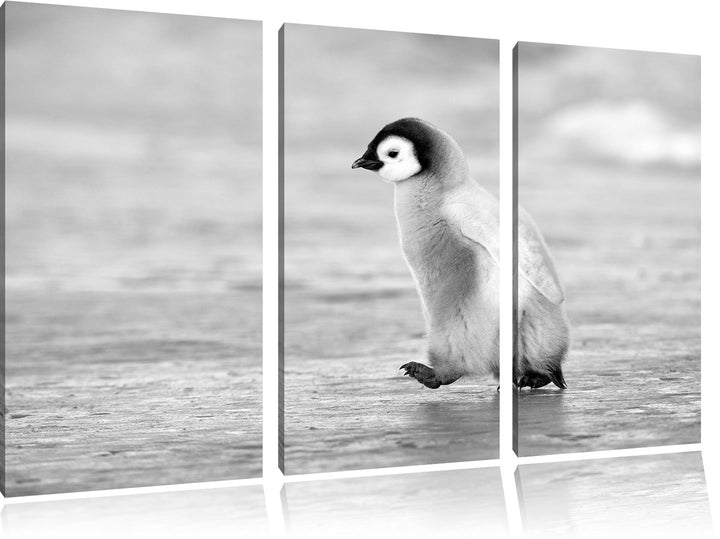 Pixxprint Kaiserpinguinkücken als Leinwandbild/Grösse: 3 Teilig (120x80) cm/Wandbild/Kunstdruck/fert