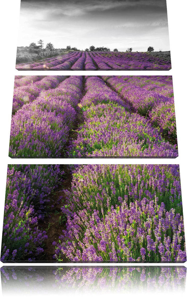 Pixxprint Lavendelfelder in der Provence als Leinwandbild/Grösse: 3 Teilig (120x80) cm/Wandbild/Kuns
