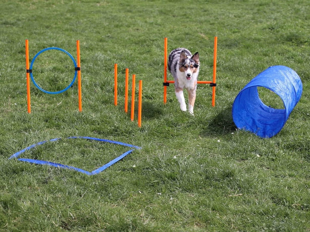 Lemodo Agility Set für kleine und mittlere Hunde | Hundetraining mit Agility Hürde, Hundetunnel und