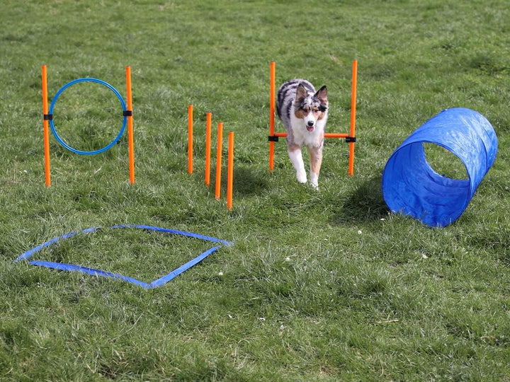Lemodo Agility Set für kleine und mittlere Hunde | Hundetraining mit Agility Hürde, Hundetunnel und