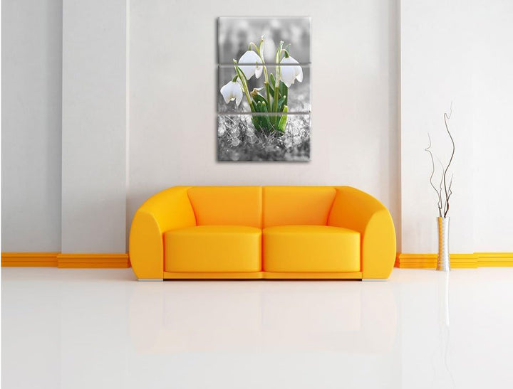 Pixxprint schöne Schneeglöckchen im Morgentau als Leinwandbild/Grösse: 3 Teilig (120x80) cm/Wandbild