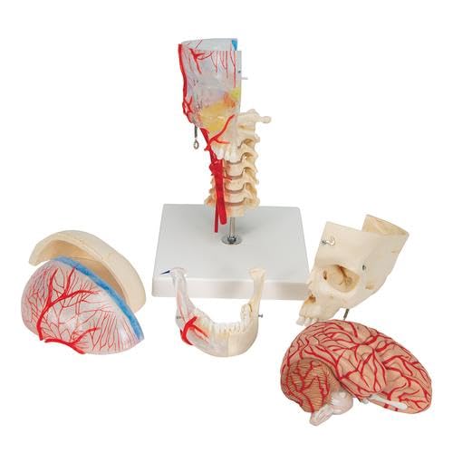 3B Scientific Menschliche Anatomie - Systemschädelmodell, 7-tlg.