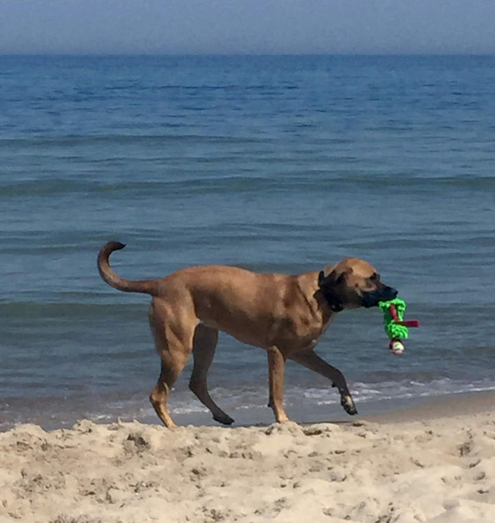 Dingo Mop Bungee Grün Mikrofaser mit Vanille Duft Ball Hundespielzeug Agility Apporte zum Spielen Ta