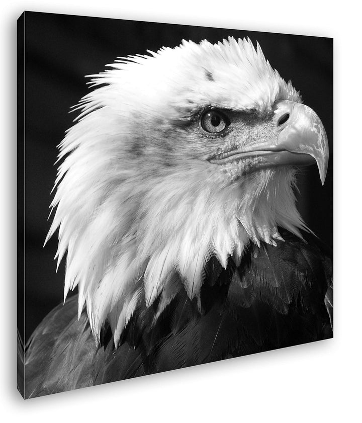 deyoli atemberaubender Weisskopfseeadler im Format: 70x70 Effekt: Schwarz&Weiss als Leinwandbild, Mo