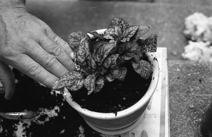 SHD100 35 mm Film für Tageslicht-Landschaften, Schwarzweissfilm 35mm, Scan-freundliche Vergrösserung
