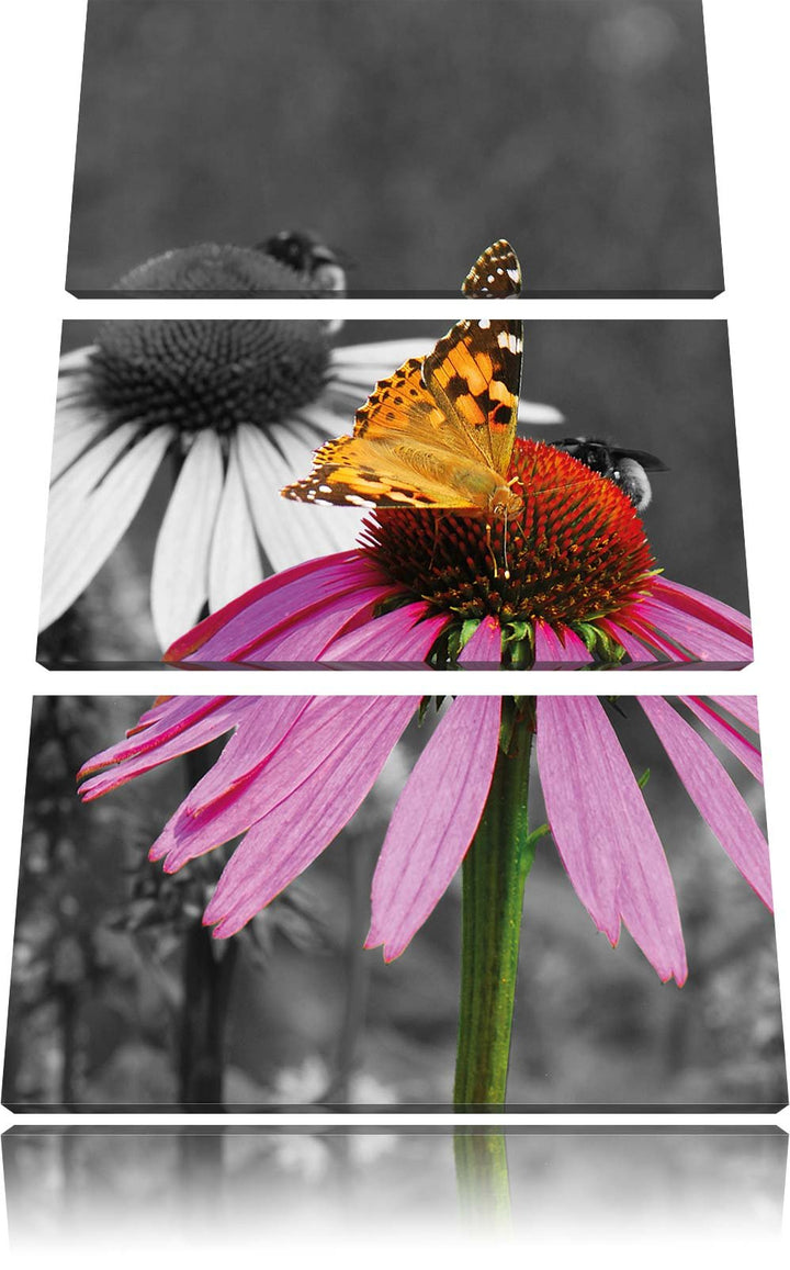 Pixxprint Schmetterling auf Kornblume als Leinwandbild/Grösse: 3 Teilig (120x80) cm/Wandbild/Kunstdr