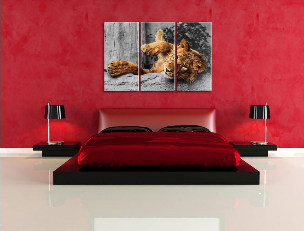 Pixxprint verspielter Kleiner Löwe als Leinwandbild | Grösse: 3 Teilig (120x80) | Wandbild| Kunstdru