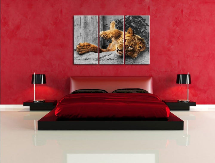 Pixxprint verspielter Kleiner Löwe als Leinwandbild | Grösse: 3 Teilig (120x80) | Wandbild| Kunstdru