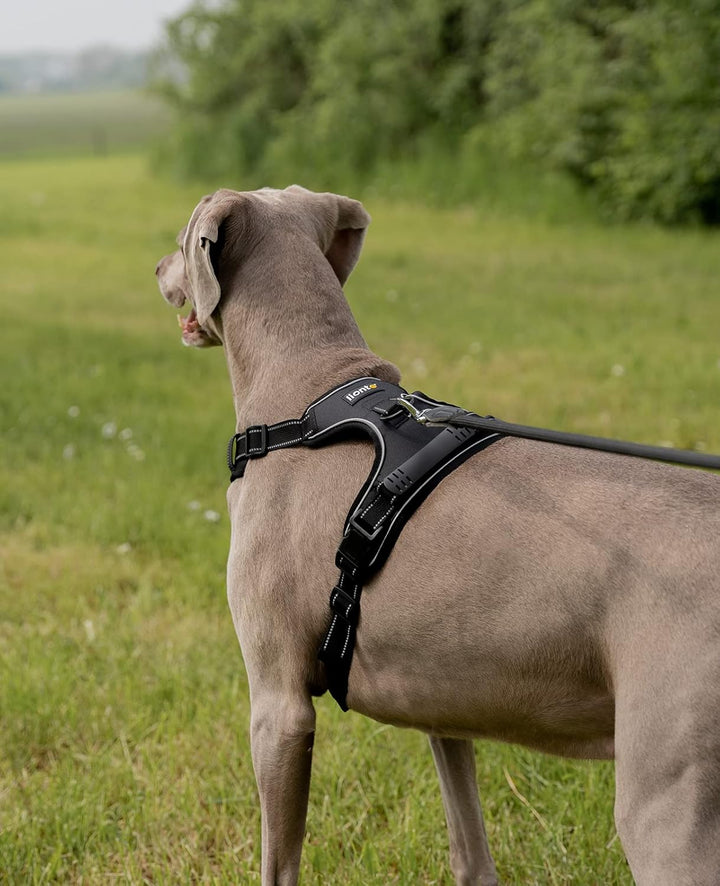lionto Hundegeschirr gepolstert aus weichem Nylon, Grösse L, reflektierendes Anti Zug Geschirr für H