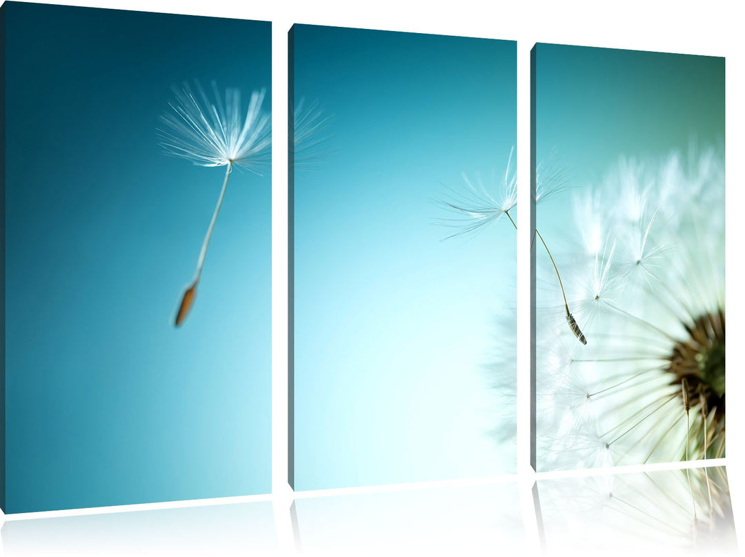 Pixxprint Löwenzahn Pusteblume als Leinwandbild/Grösse: 3 Teilig (120x80) / Wandbild/Kunstdruck/fert