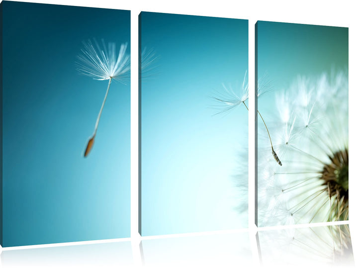 Pixxprint Löwenzahn Pusteblume als Leinwandbild/Grösse: 3 Teilig (120x80) / Wandbild/Kunstdruck/fert