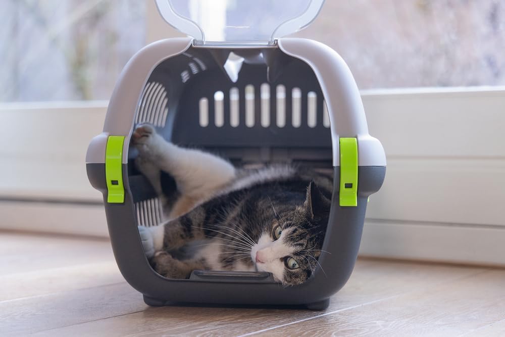 Beeztees Rhino, Transportbox, für kleine Hunde und Katzen, grau/grün, 51x34,5x33 cm