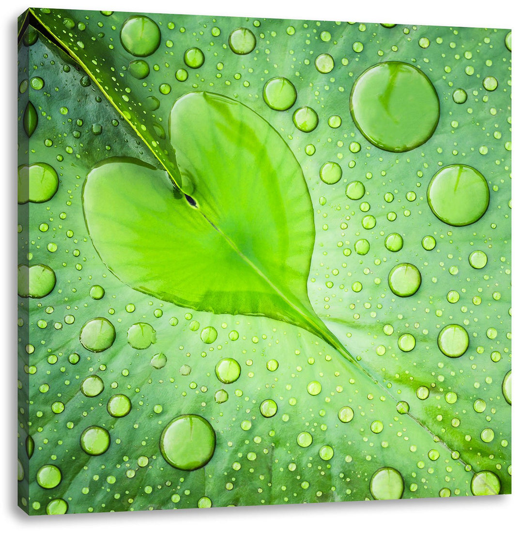 Pixxprint Herz aus Tautropfen auf einem Blatt, Format: 70x70 auf Leinwand, 70x70