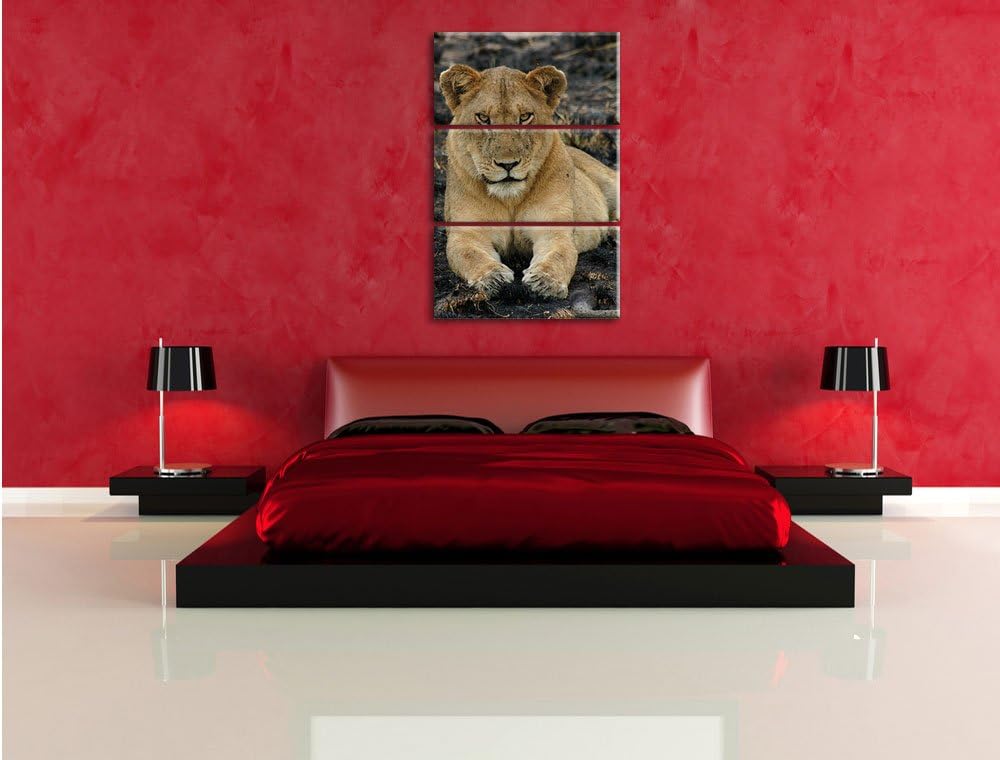 Pixxprint Löwin ruht auf Boden 3-Teiler Leinwandbild 120x80 Bild auf Leinwand