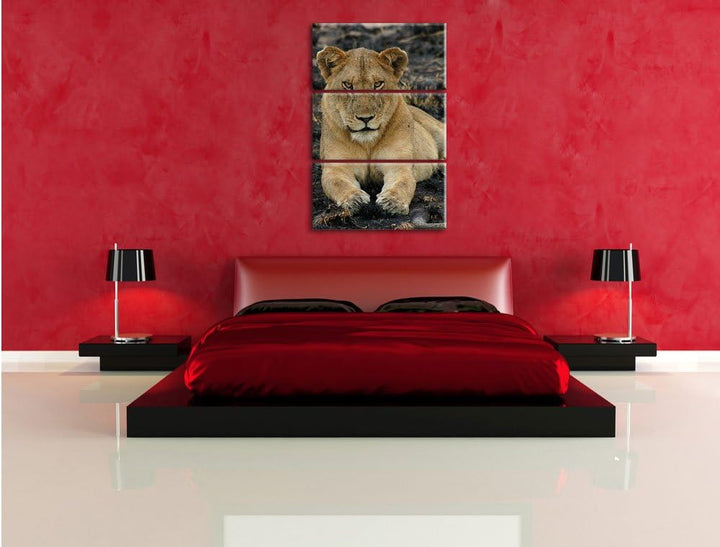 Pixxprint Löwin ruht auf Boden 3-Teiler Leinwandbild 120x80 Bild auf Leinwand