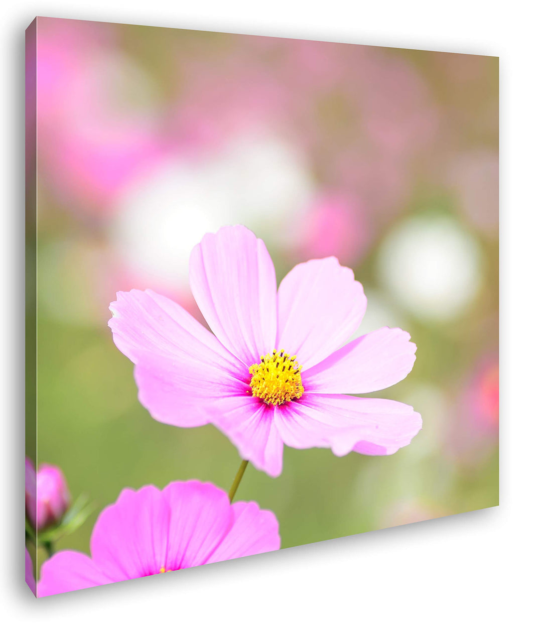 deyoli rosafarbenes Blumenmeer Format: 60x60 als Leinwandbild, Motiv fertig gerahmt auf Echtholzrahm