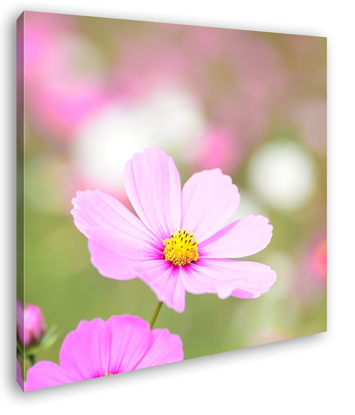 deyoli rosafarbenes Blumenmeer Format: 60x60 als Leinwandbild, Motiv fertig gerahmt auf Echtholzrahm