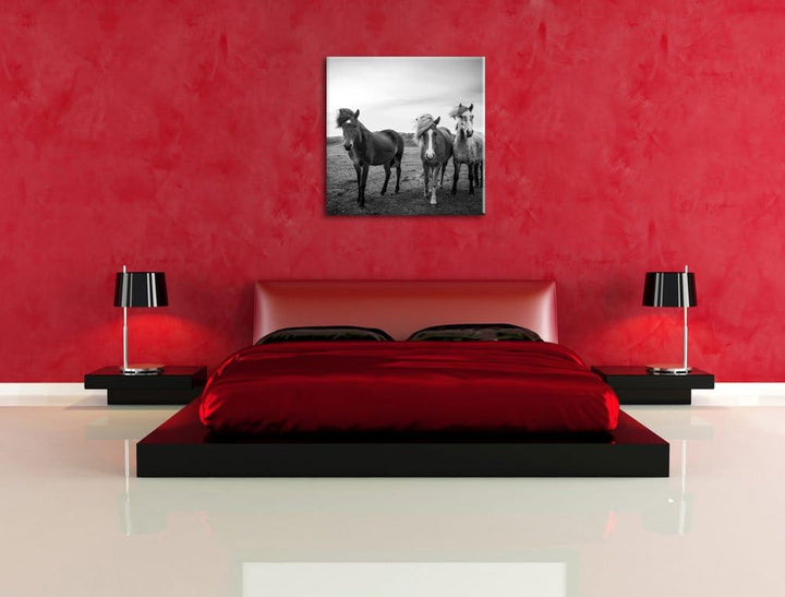Pixxprint DREI Wilde Islandpferde als Leinwandbild Quadratisch/Grösse: 70x70 / Wandbild/Kunstdruck/f