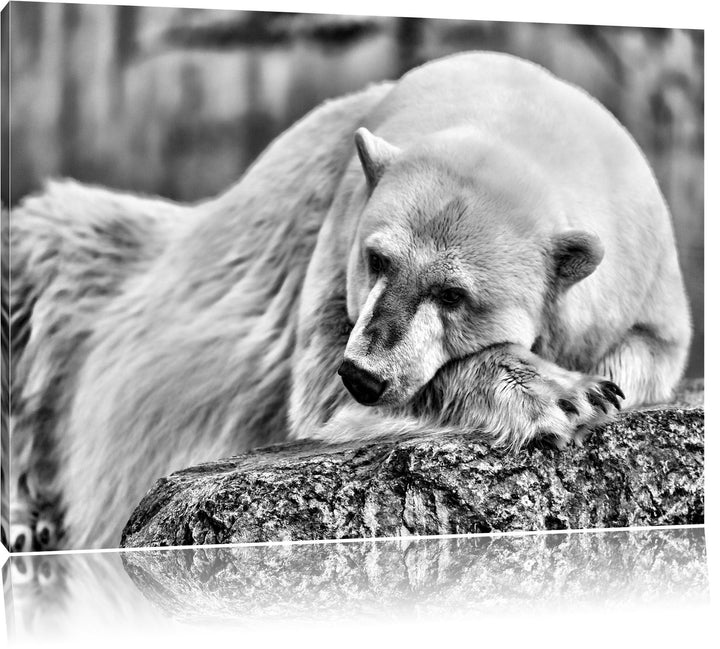 Pixxprint Monocrome, schlafender Eisbär, Format: 100x70 auf Leinwand, 100x70