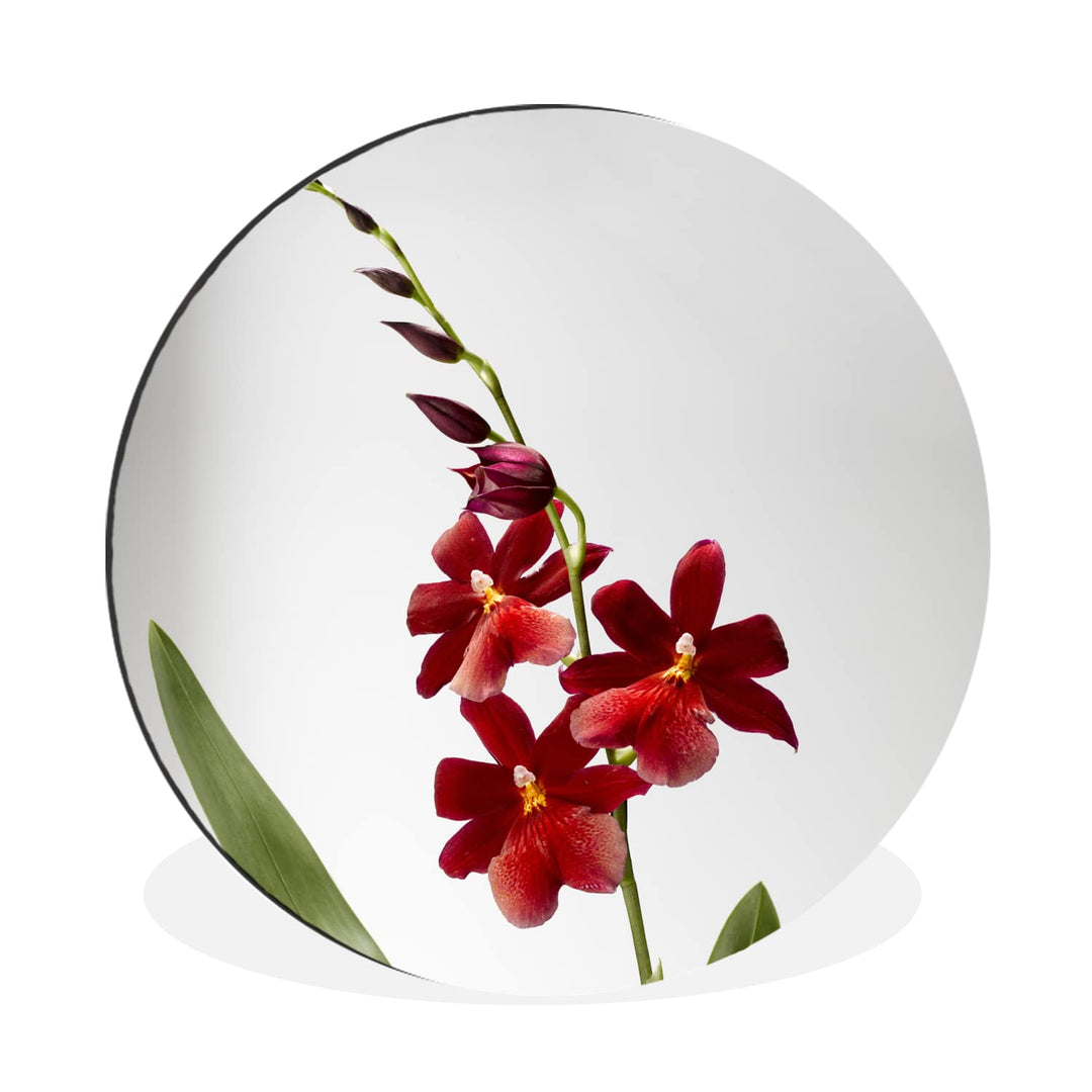 MuchoWow Wandbild Rund Wanddeko Deko Wohnzimmer Bilder 30x30 cm Rote Orchidee mit Blättern auf weiss
