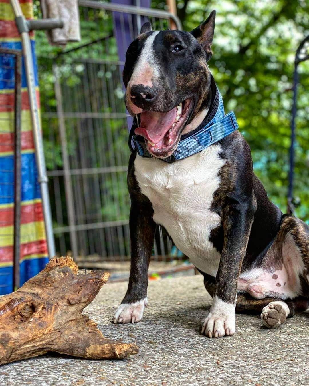 Bestia Dog Sport - Schnellverschlusshalsband S - Beschlag von 30 bis 45 cm, S - Beschlag von 30 bis