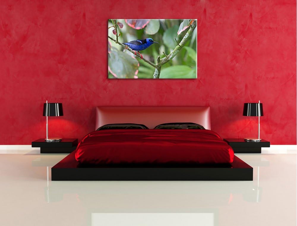 kleiner Türkisnaschvogel auf Ast Leinwand, XXL riesige Bilder fertig gerahmt mit Keilrahmen, Kunstdr