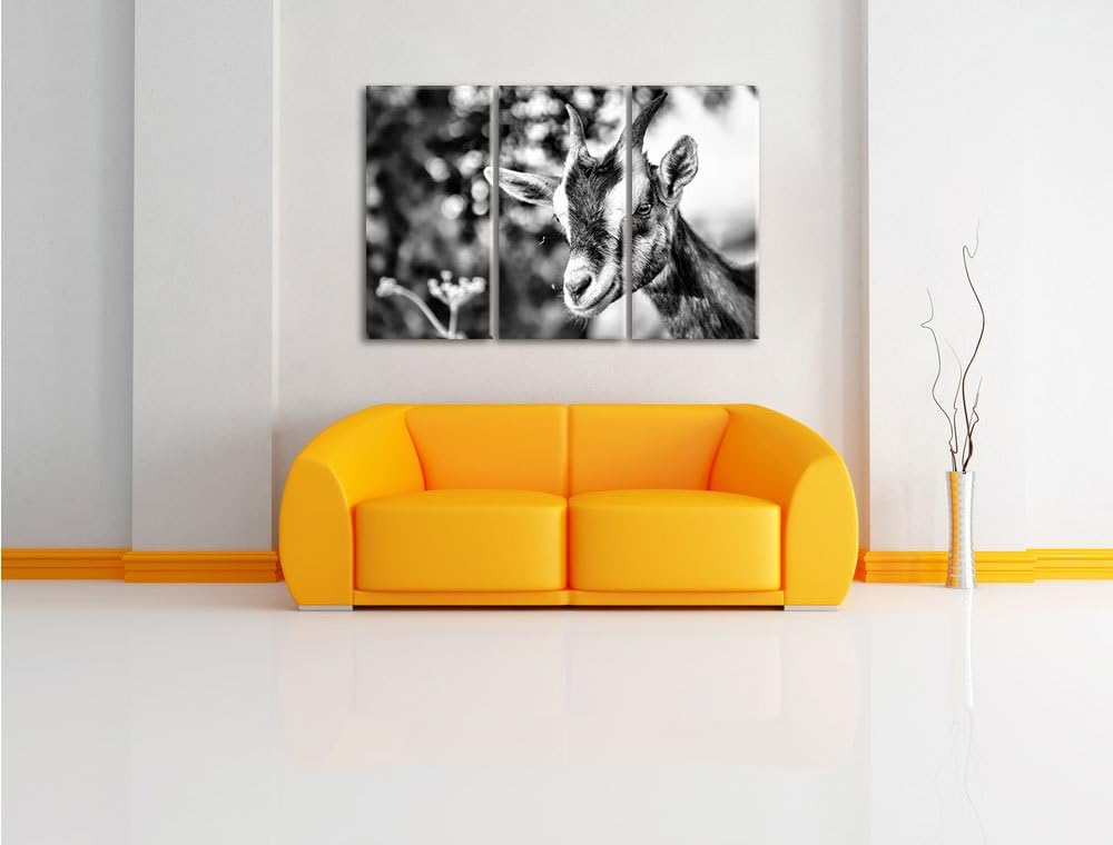 Pixxprint Niedliche Ziege als Leinwandbild/Grösse: 3 Teilig (120x80) cm/Wandbild/Kunstdruck/fertig b