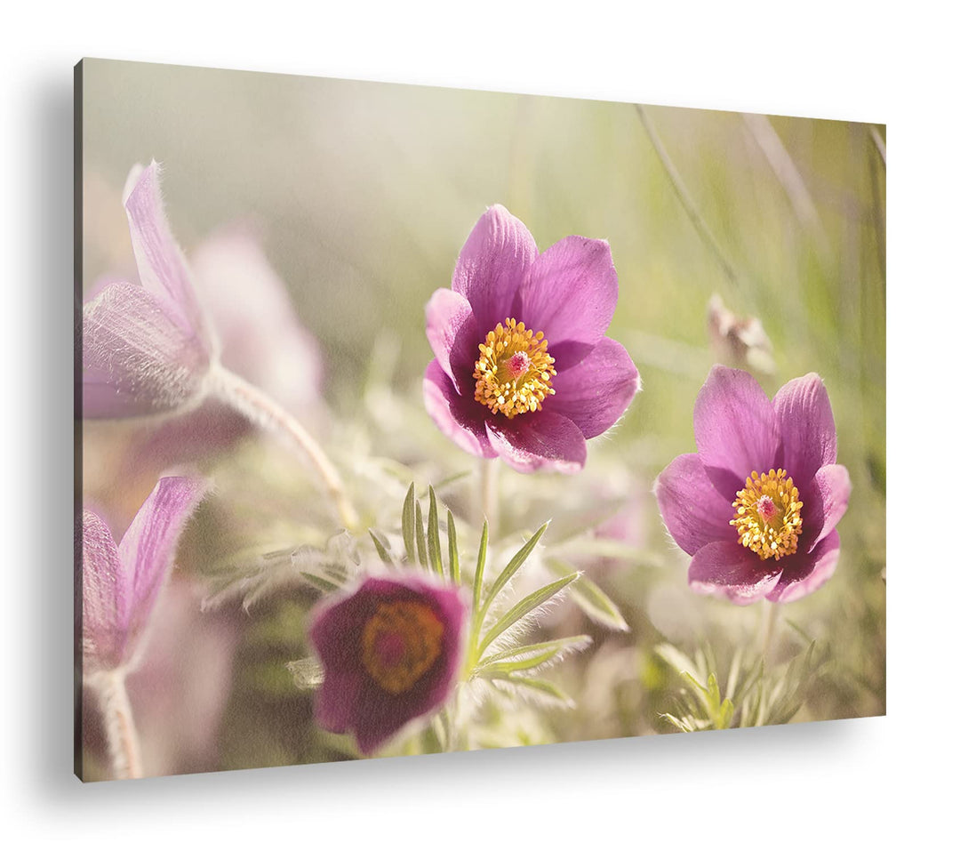 deyoli bezaubernde Blumen Format: 80x60 als Leinwandbild, Motiv fertig gerahmt auf Echtholzrahmen, H