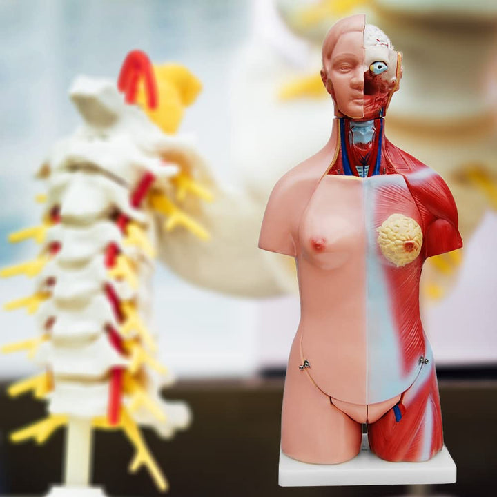 Anatomie Modell Torso 45 cm, Unisex, Detaillierter menschlicher Körper aus PVC mit herausnehmbaren O