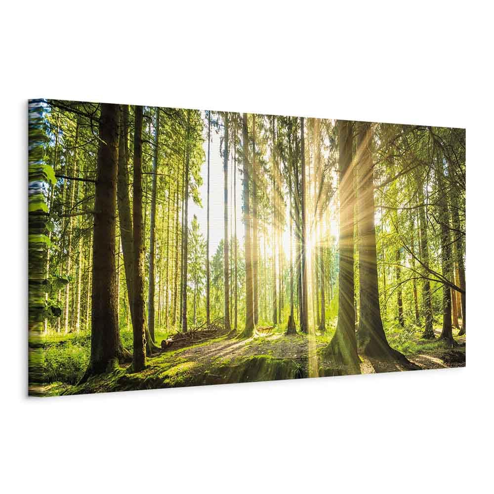 murando - Bilder Wald 150x50 cm Vlies Leinwandbild 1 tlg Kunstdruck modern Wandbilder XXL Wanddekora