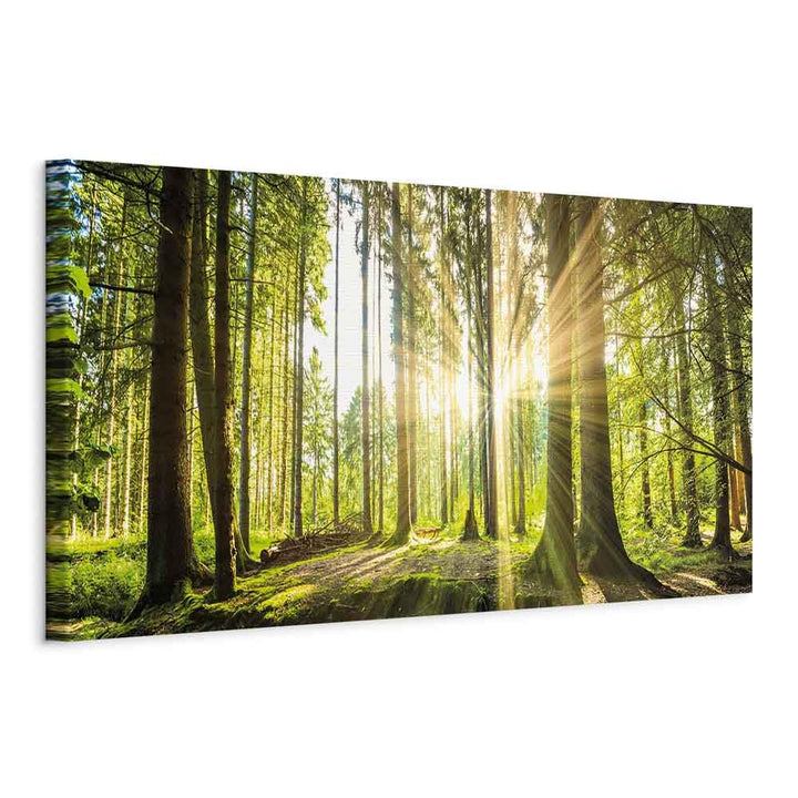 murando - Bilder Wald 150x50 cm Vlies Leinwandbild 1 tlg Kunstdruck modern Wandbilder XXL Wanddekora