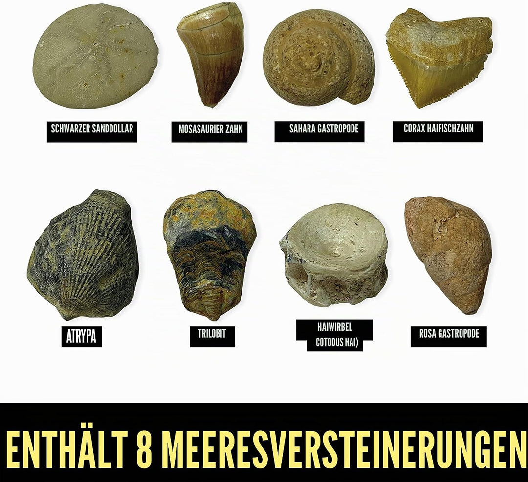 Learning Resources GeoSafari Fossilien-Ausgrabungsset